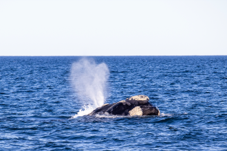 Puerto Madryn: una excursión a la península